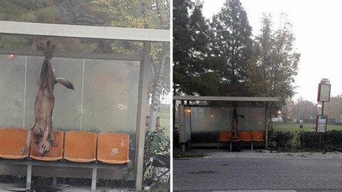 Lupo ucciso a Rimini:sulle tracce dell'assassino.Ministro Galletti condanni questi atti!