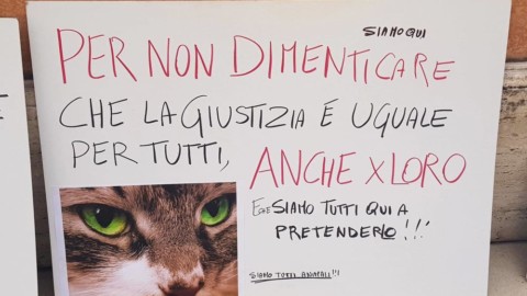 Nel garage torturava, scuoiava i gatti dei vicini e quelli randagi. Il pm … – PerugiaToday