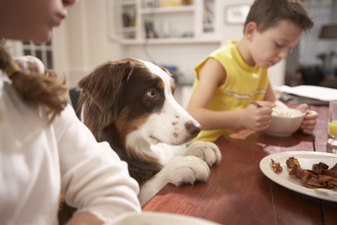 Come cani e gatti ci migliorano la vita