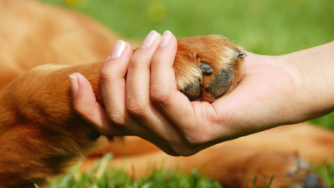 Il dolore per la perdita dell'animale domestico è risarcito dal colpevole – Il Mattino
