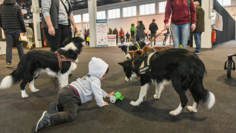 Cani e gatti in mostra alla fiera in quindicimila assalgono i padiglioni – Il Gazzettino