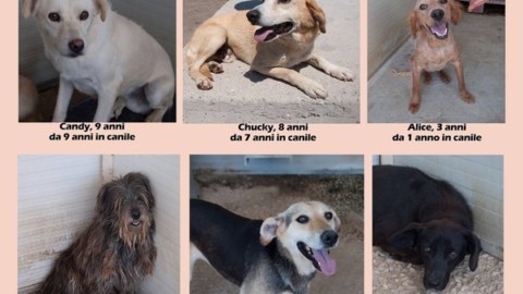 Un volto ad un numero: adotta un cane dal canile – Il Mattino