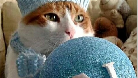 Tutti pazzi per Edùard: il gatto tifoso del Napoli – Il Mattino