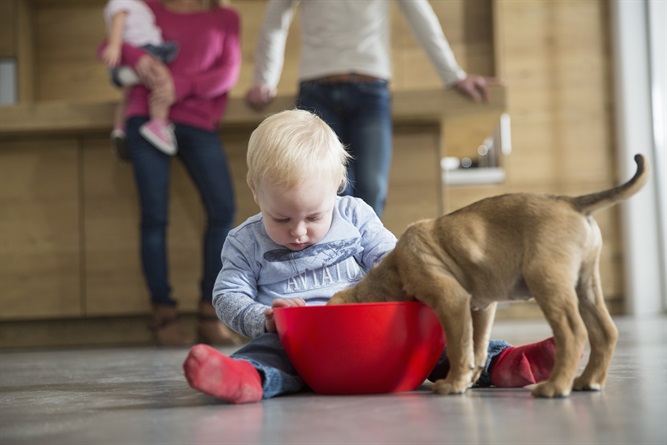 Come cani e gatti ci migliorano la vita