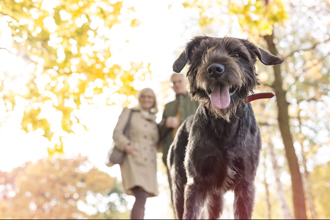 Come cani e gatti ci migliorano la vita