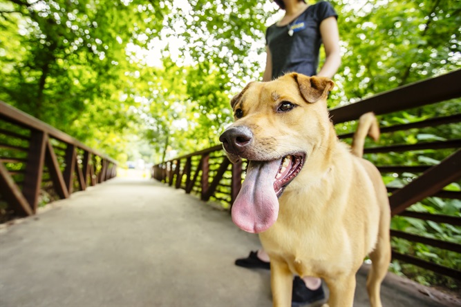 Come cani e gatti ci migliorano la vita