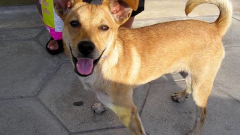 Cinquecento euro a chi adotta un cane, l'iniziativa del Comune – Corriere del Mezzogiorno