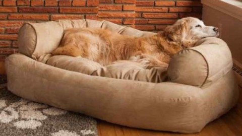 La stanza per il cane è l'ultima tendenza moda a New York – Open Style (Comunicati Stampa)