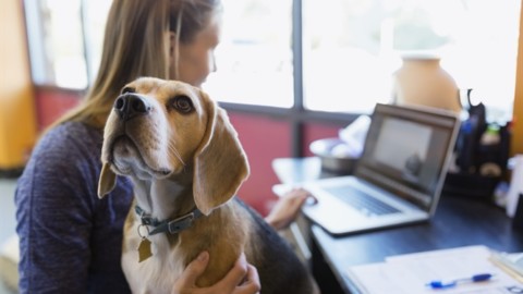 I cani fanno bene al cuore (e altri 24 modi in cui ci migliorano la vita) – Vanity Fair.it