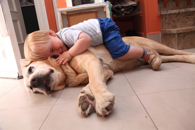 Come cani e gatti ci migliorano la vita