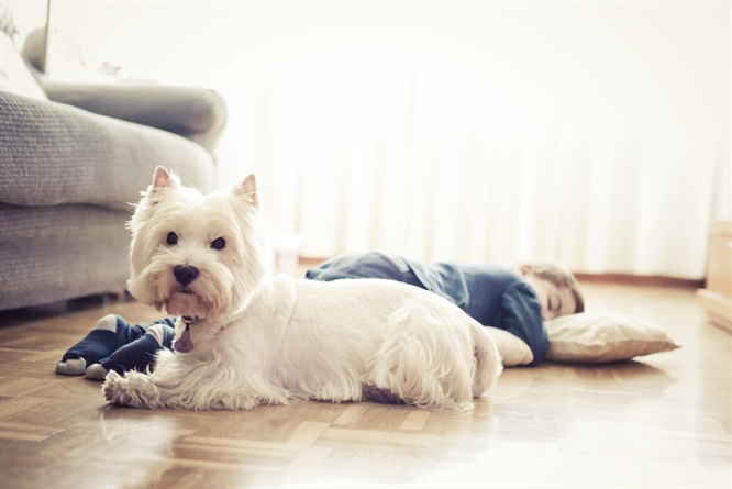Come cani e gatti ci migliorano la vita