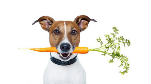 L'alimentazione dei cani e dei gatti varia da stagione a stagione … – Si24 – Il vostro sito quotidiano
