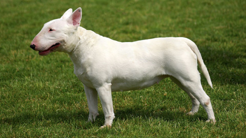 Addestratore di 26 anni sbranato da un bull terrier a Monteu da Po … – TorinOggi.it