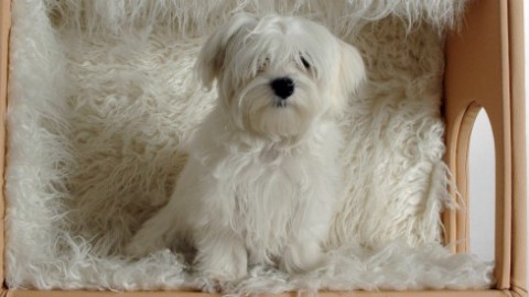 Animal design, trecentomila euro per una cuccia? Tutto per i cani a … – Il Fatto Quotidiano