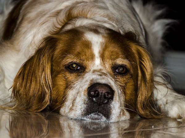 cane avvelenato a seveso generale free web