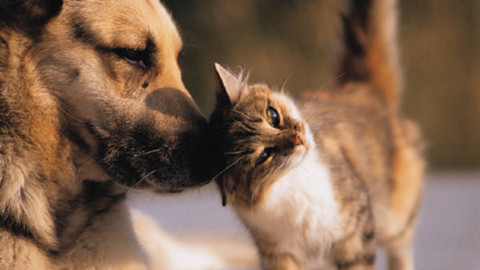 Avete già un cane o un gatto e volete portare in casa un nuovo … – AnconaToday