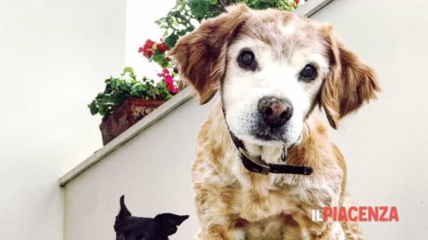 Acer diventa pet friendly: ok al cane sul posto di lavoro – IlPiacenza