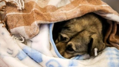 10 consigli per aiutare cani e gatti durante l'inverno – greenMe.it