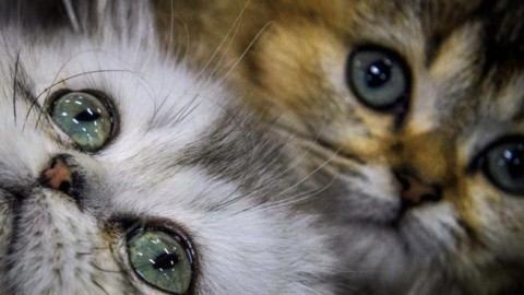 Volete essere felici? Ecco i 7 segreti dei gatti – Corriere della Sera