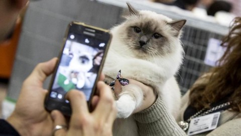 Dopo vent'anni ritorna a Udine la “Mostra felina” – Udine Today