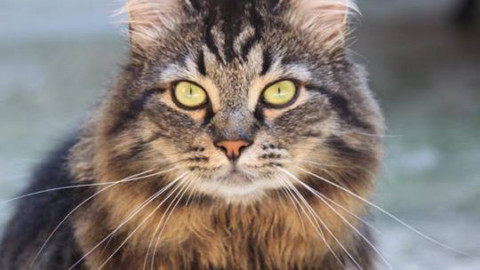 La “Terza età” dei nostri amici gatti, come affrontarla al meglio – 7giorni