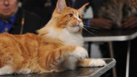 Esposizione felina 20 specie in mostra – TgVerona