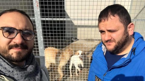Al via il progetto “svuota” canili. Dal Comune 500 euro a chi adotta … – Lecceprima.it