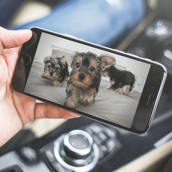 Furbo videocamera per cani