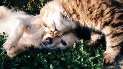 Mangime per cani e gatti: quale scegliere – Today