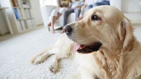 I cani possono proteggere i bimbi da asma ed eczema allergico – Palermomania.it
