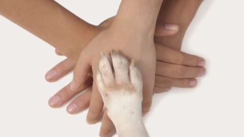 Vivere con un cane fa bene al cuore e allevia lo stress – Data manager online