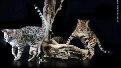 L'Esposizione internazionale Felina si mette in mostra in Gran Guardia – Verona Sera