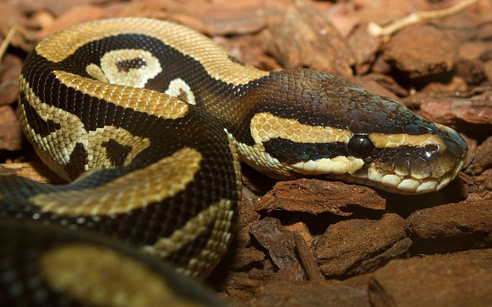 Immagini shock: serpente gigante ingoia un cane e poi lo vomita