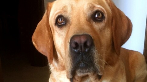 Il cane può proteggere i bimbi da eczema allergico e asma – Tiscali.it