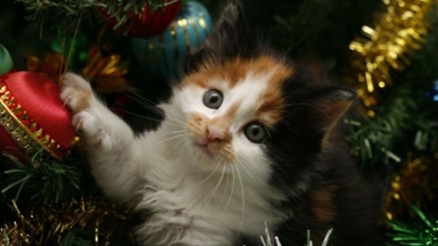 Albero di Natale, come proteggerlo dagli animali domestici – Si24 – Il vostro sito quotidiano