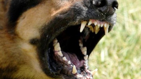 Cane assalito e preso a morsi da due meticci sfuggiti dal guinzaglio … – PadovaOggi
