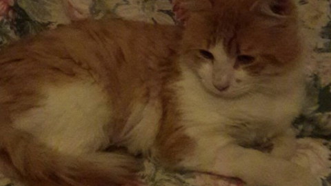 Sanremo: il gatto Teodoro cerca una nuova famiglia – SanremoNews.it