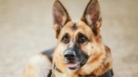 Il fiuto di un cane può aiutarci a sconfiggere un tumore? – Agi – AGI – Agenzia Giornalistica Italia