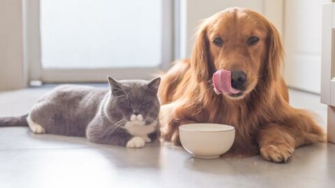 Chi è più intelligente tra cane e gatto? Lo ha scoperto la scienza – 105.net