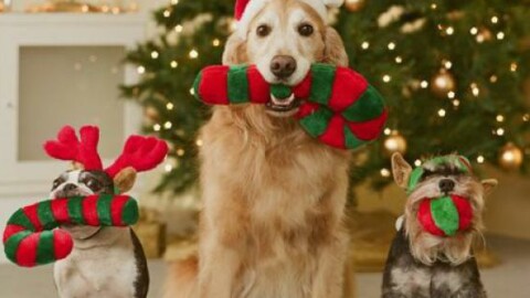 Cani e gatti tra regali di Natale, comprati anche a rate – La Sicilia