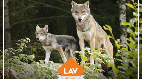Si decide la sorte dei lupi: Conferenza Stato Regioni, #cacciaunNO!