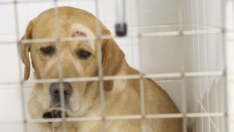 Maltrattamento e uccisione: Cassazione condanna veterinario gi&agrave; radiato