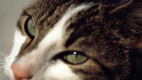 Lucca: condannato a un anno e sei mesi l'uccisore dei gatti della ex convivente
