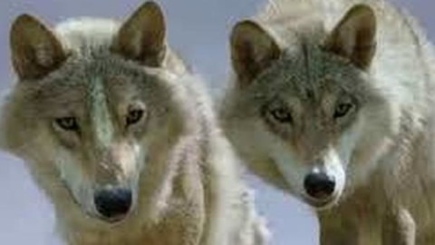 Due cani maremmani a Tambre per sconfiggere gli attacchi dei lupi – Il Gazzettino