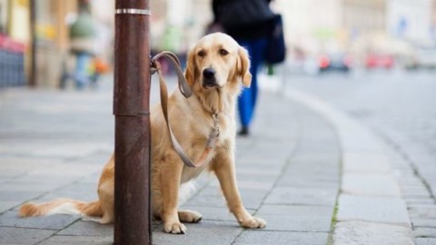 Contro l'abbandono dei cani: 500 calendari ma “solo” per i padroni – Il Gazzettino