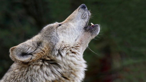 Arrivano i cani anti-lupi: la Regione consegna quattro coppie di … – Il Gazzettino