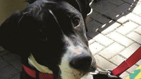 Cani spariti, emergenza furti. Dal mercato ai combattimenti – Corriere Romagna