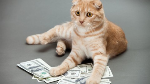 Cryptokitties: cos'è e come funziona lo scambio di gatti attraverso … – Panorama