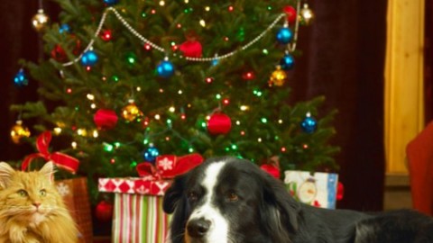 Regalare un cane o un gatto per Natale: le regole da seguire per … – Io Donna