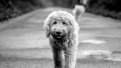 Il fumo fa male anche agli animali domestici – Veb